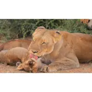 Diapositiva di animali e i loro cuccioli