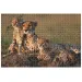 Animal Planet: Famiglia di ghepardi puzzle da 1000 pezzi