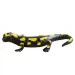 Figura di gioco di salamandra pezzata