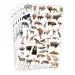 PlayBox: Adesivi di animali selvatici 300 pezzi
