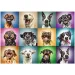 Puzzle da 1000 pezzi - Ritratti di cani divertenti - Trefl